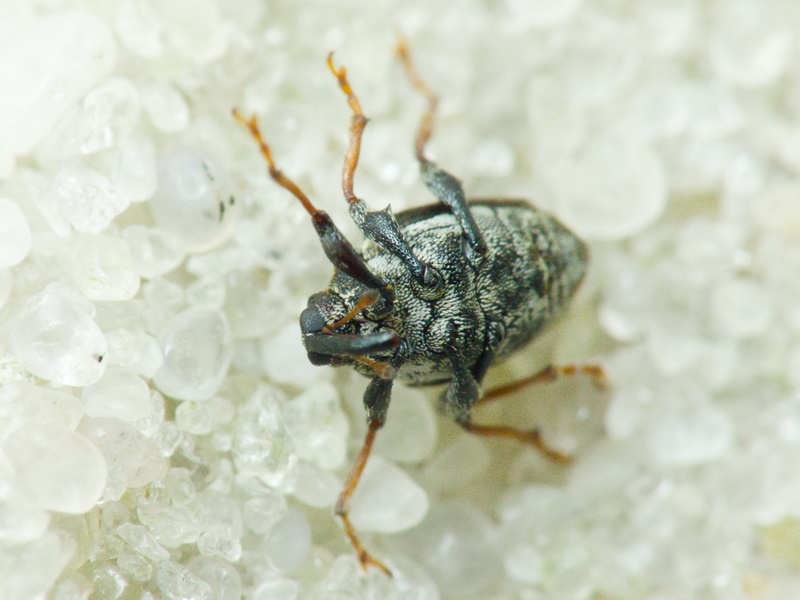 Mogulones asperifoliarum (Gyllenhal, 1813)